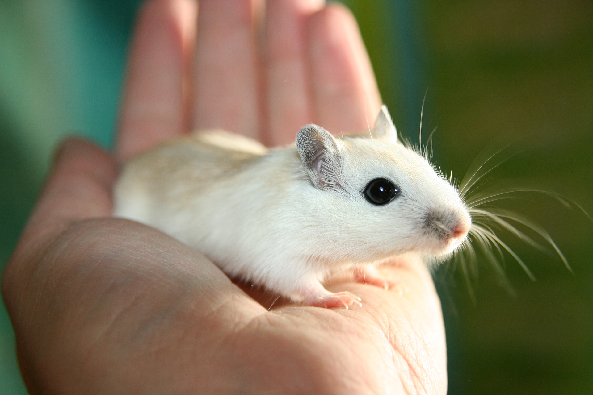 NC3Rs Invites Proposals for Project Grants for Humane Animal Research - ResearchConnect NC3Rs Invites Proposals for Project Grants for Humane Animal Research - ResearchConnect