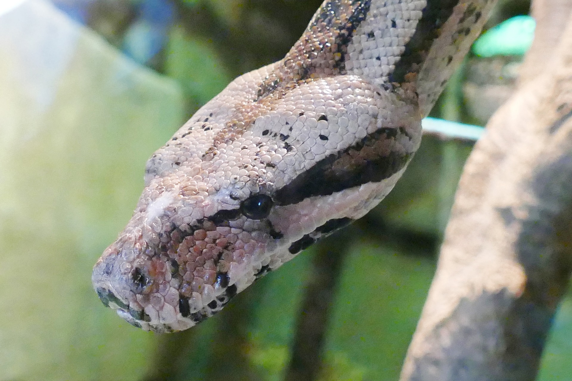 Snakebite Grants for Discovering and Developing New Treatments