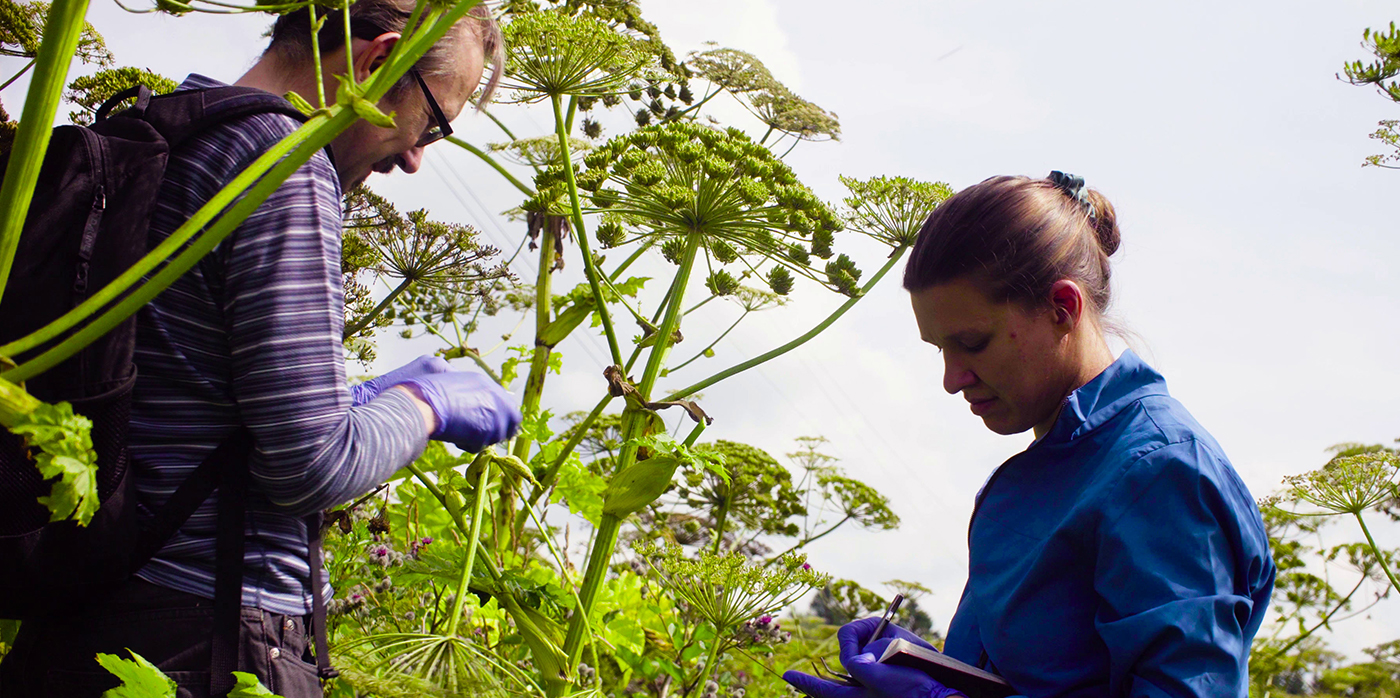 Conservationists inspecting plant species