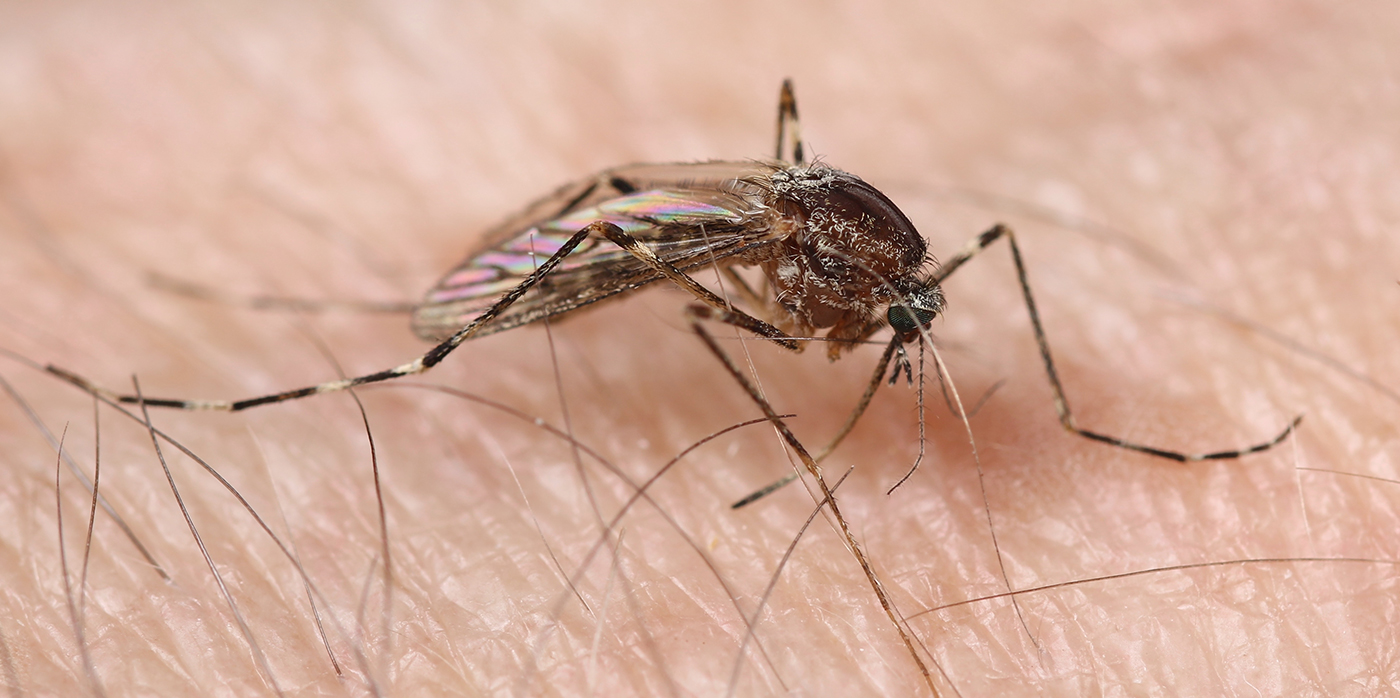 Idox Group News - ANRS MIE Launches 2023 Call for Thesis Grants on Arboviruses