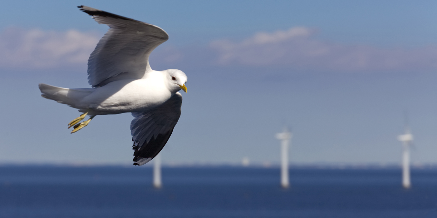 Idox Group News - FRB and Mirova Foundation Launch €50,000 Call for Proposals to Assess the Impact of Terrestrial and Marine Wind Energy on Biodiversity